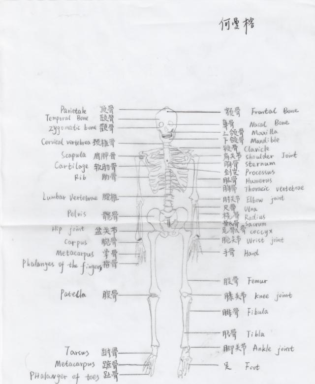 骨骼绘图-何曼榕