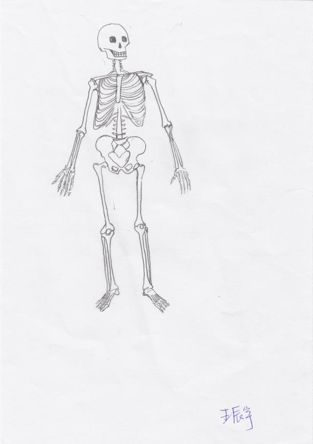 骨骼绘图-王辰宇