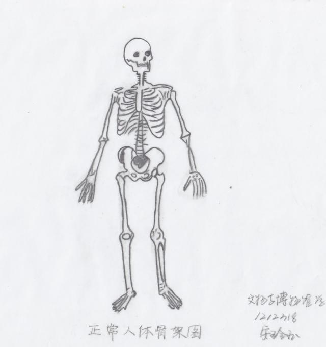 骨骼绘图-安玲玉