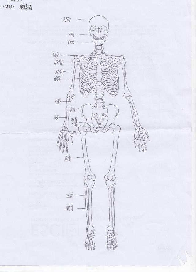 人体骨骼图简笔画全身图片